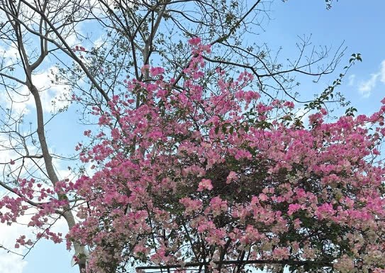 SỐ#29 - THÁI ĐỘ QUAN TRỌNG HƠN HOÀN CẢNH