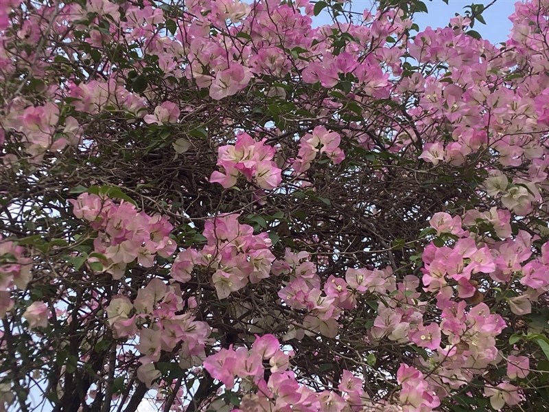 SỐ#37 -  KIỂM SOÁT SỰ MẤT KIỂM SOÁT