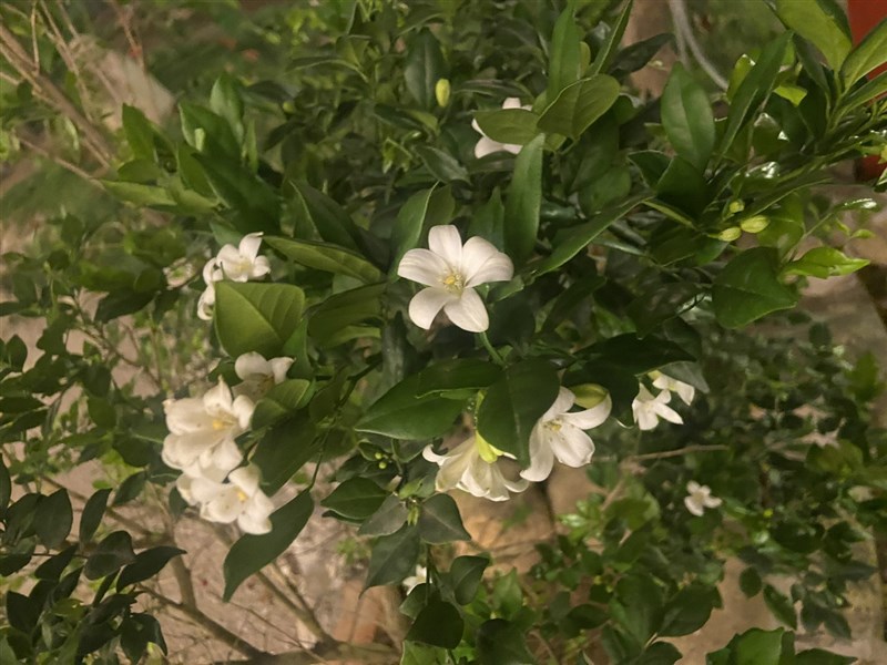 SỐ#42 - GIEO TRÁCH NHIỆM _ GẶT TỰ DO