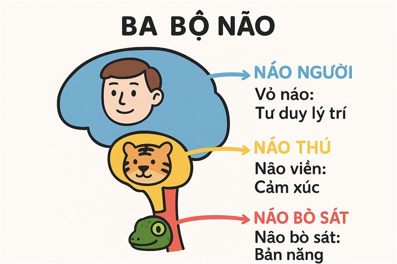 THUYẾT TAM NÃO – HÀNH TRÌNH HIỂU MÌNH TỪ BÊN TRONG